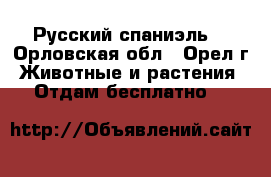 Русский спаниэль. - Орловская обл., Орел г. Животные и растения » Отдам бесплатно   